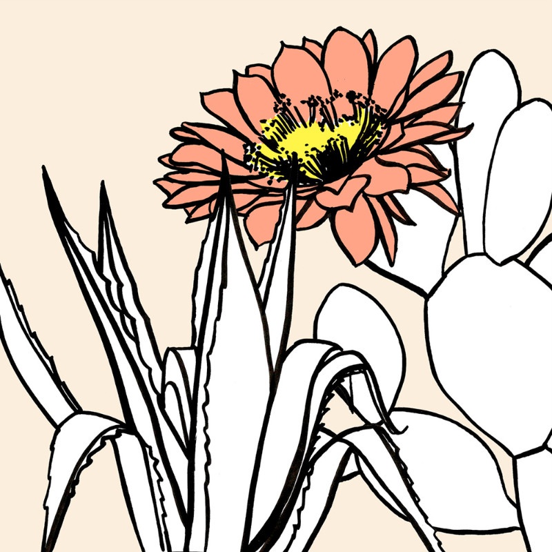 illustration penelope rolland fleurs 02.jpg - Pnlope ROLLAND | Virginie